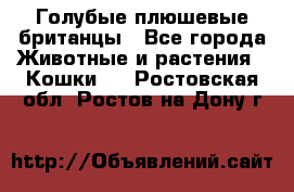 Голубые плюшевые британцы - Все города Животные и растения » Кошки   . Ростовская обл.,Ростов-на-Дону г.